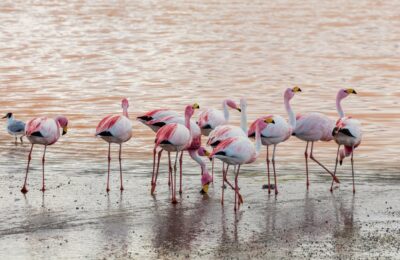 Foto de Parina chica (Phoenicoparrus jamesi), aves de Chile