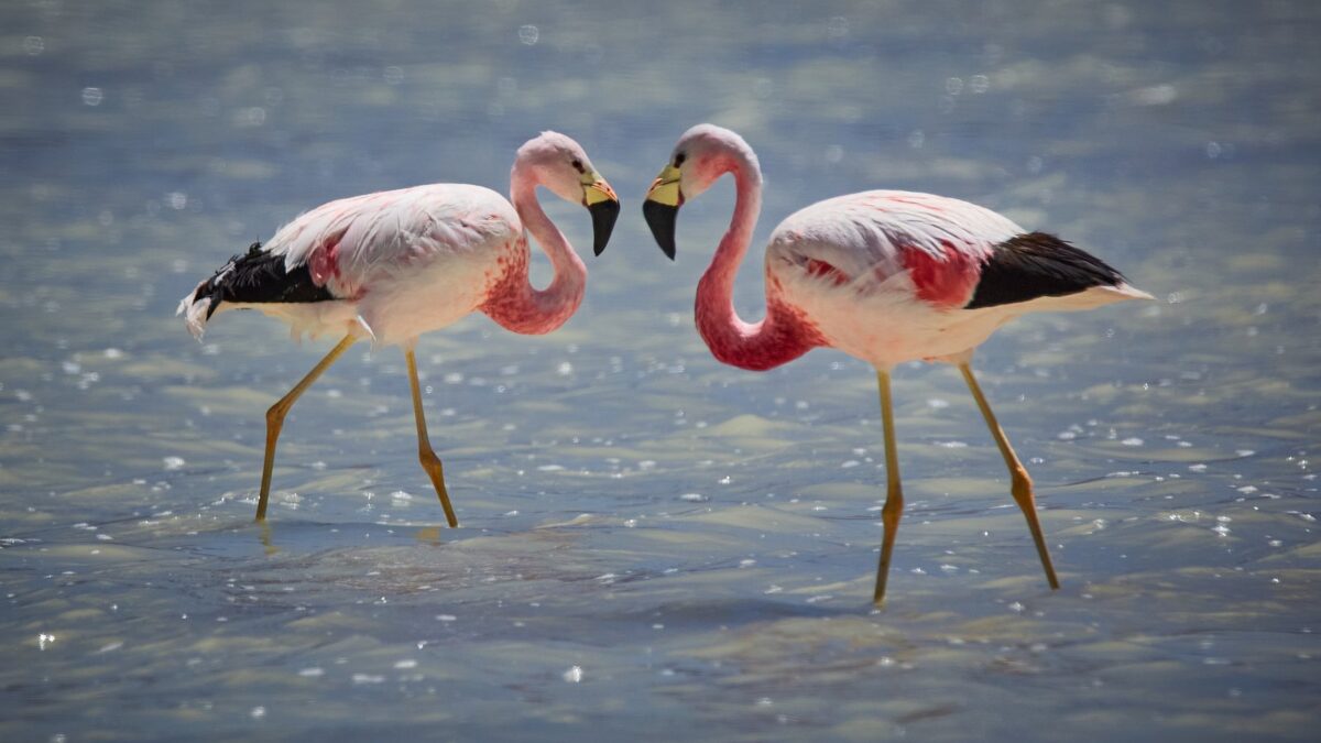Foto de Parina grande (Phoenicoparrus andinus), familia PhoenicopteridaePARINA, aves de Chile