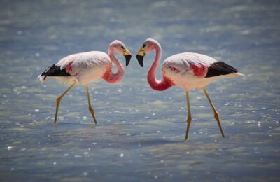 Foto de Parina grande (Phoenicoparrus andinus), familia PhoenicopteridaePARINA, aves de Chile