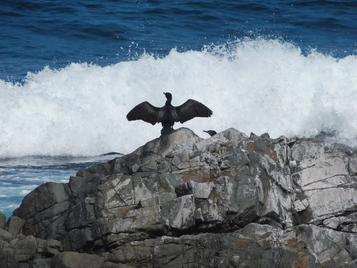 Cormorán Yeco en Parque Nacional Llanos de Challe, ejemplo de conservación de aves