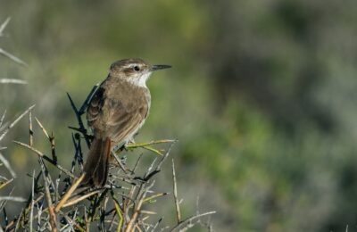 Foto de Patagón (Ochetorhynchus phoenicurus), familia FurnariidaeSUBFAMILIA:, aves de Chile