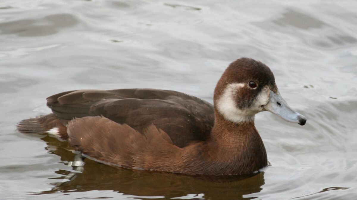 Foto de Pato castaño (Netta erythrophthalma), familia Anatidae, aves de Chile