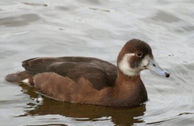 Foto de Pato castaño (Netta erythrophthalma), familia Anatidae, aves de Chile