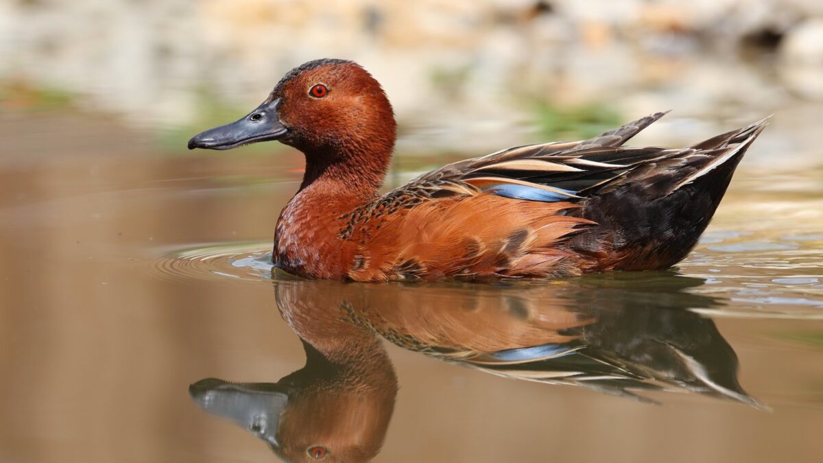Foto de Pato colorado (Spatula cyanoptera), familia Anatidae, aves de Chile