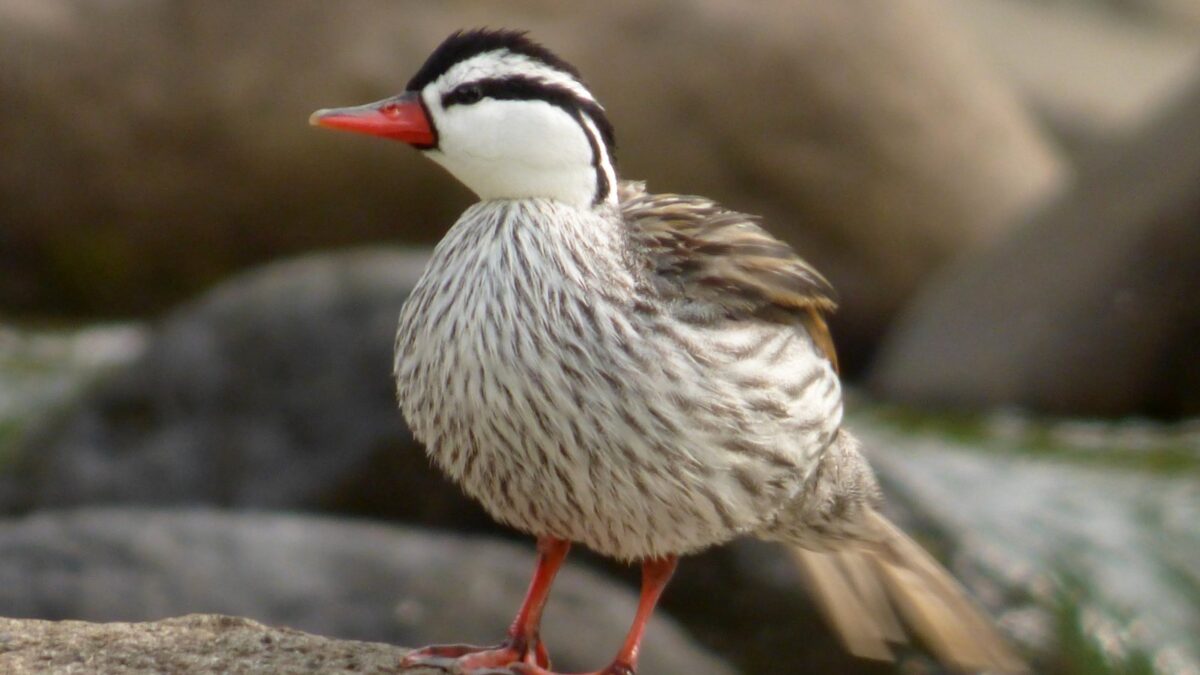 Foto de Pato cortacorrientes (Merganetta armata), familia Anatidae, aves de Chile