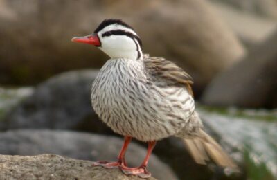 Foto de Pato cortacorrientes (Merganetta armata), familia Anatidae, aves de Chile