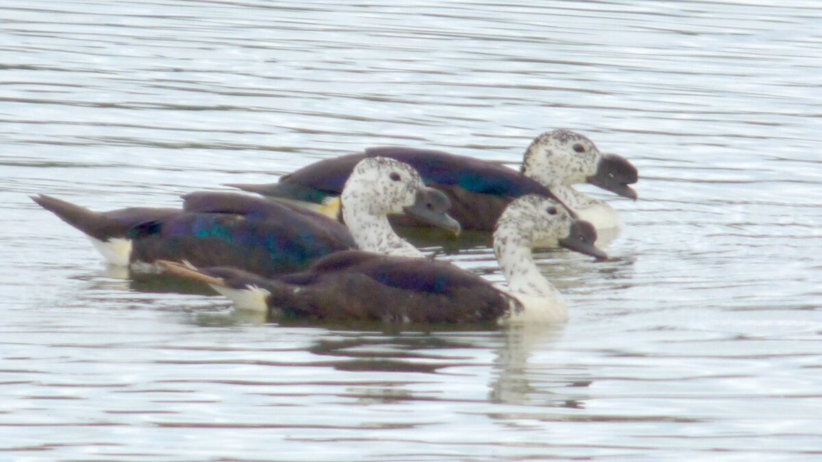 Foto de Pato crestudo (Sarkidornis sylvicola), familia AnatidaePATO, aves de Chile