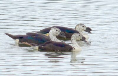 Foto de Pato crestudo (Sarkidornis sylvicola), familia AnatidaePATO, aves de Chile
