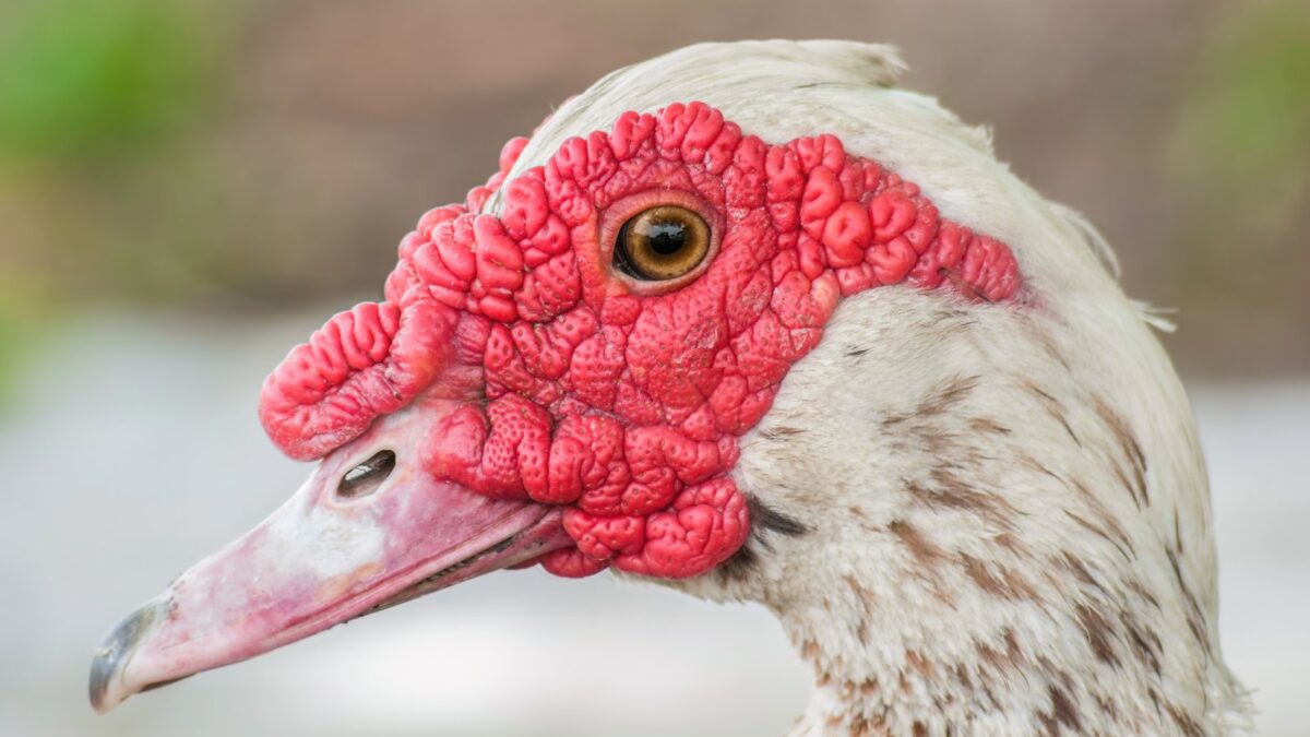 Foto de Pato criollo (Cairina moschata), familia Anatidae, aves de Chile