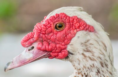 Foto de Pato criollo (Cairina moschata), familia Anatidae, aves de Chile