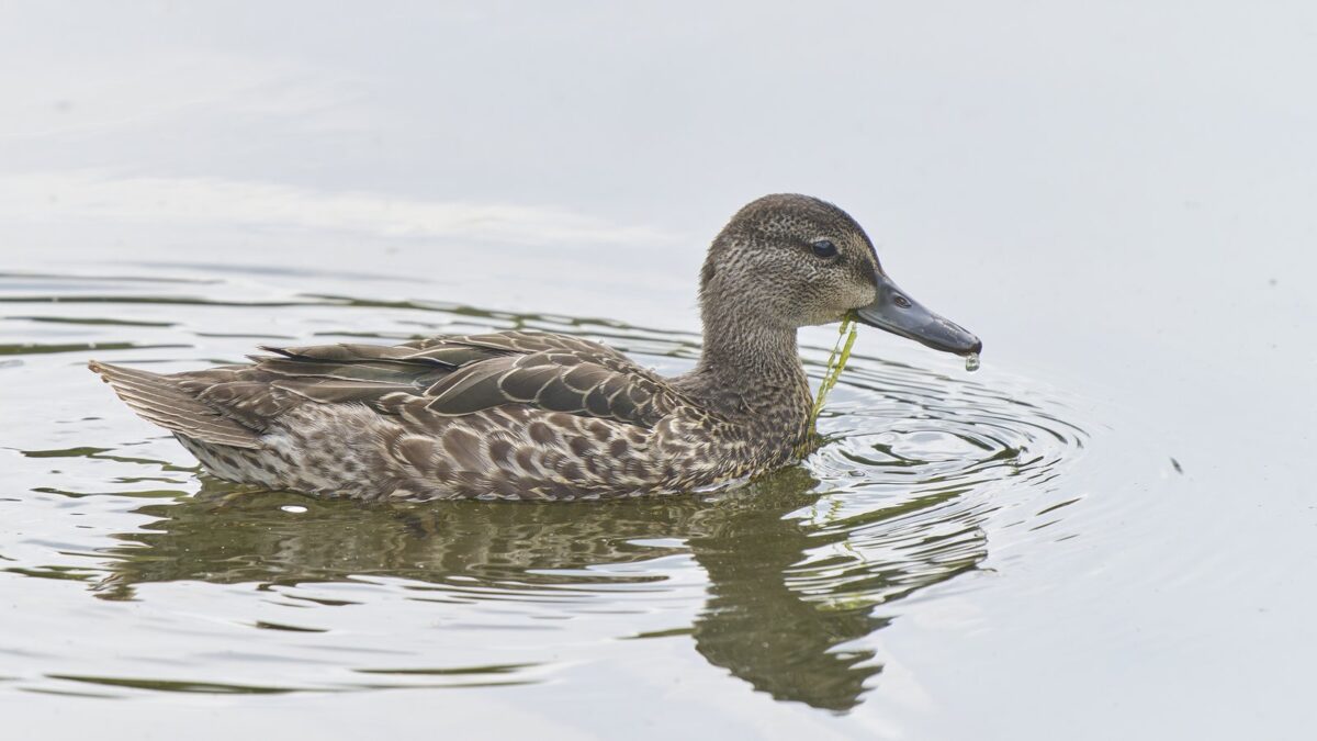 Foto de Pato de alas azules (Spatula discors), familia Anatidae, aves de Chile