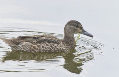 Foto de Pato de alas azules (Spatula discors), familia Anatidae, aves de Chile