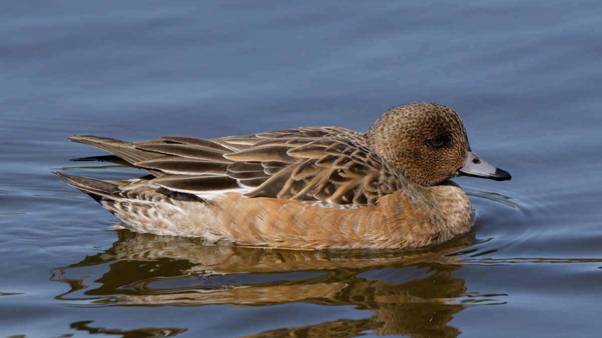 Foto de Pato de collar (Mareca penelope), familia Anatidae, aves de Chile