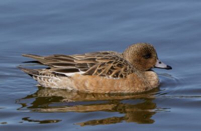 Foto de Pato de collar (Mareca penelope), familia Anatidae, aves de Chile