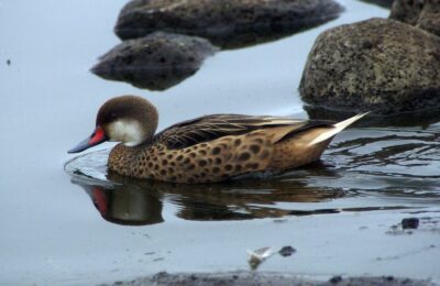 Foto de Pato gargantillo (Anas bahamensis), aves de Chile