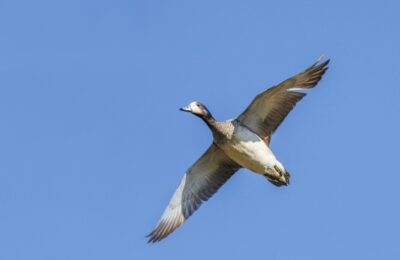 Foto de Pato real (Mareca sibilatrix), familia AnatidaeSUBFAMILIA:, aves de Chile