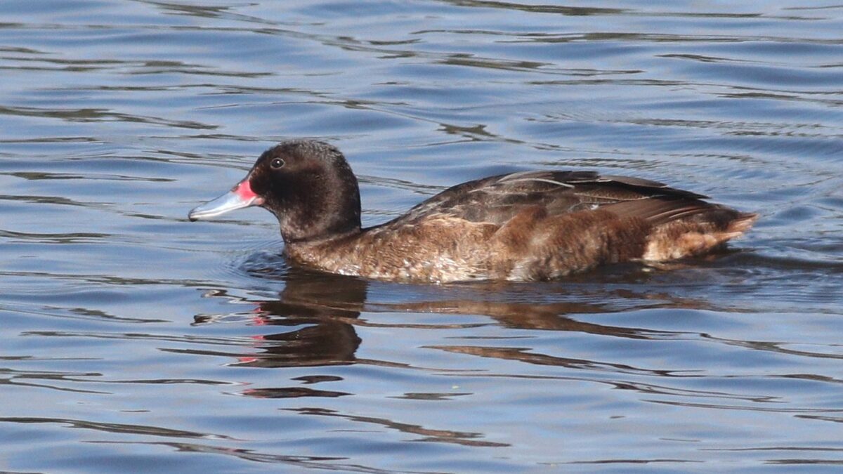 Foto de Pato rinconero (Heteronetta atricapilla), familia AnatidaePATO, aves de Chile