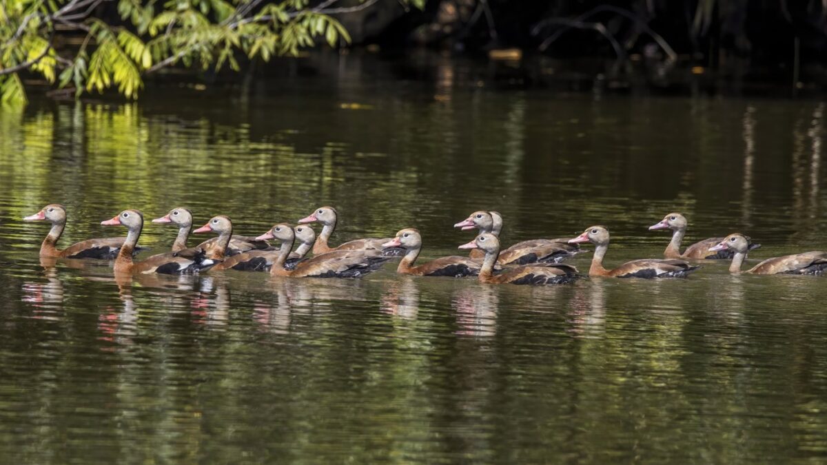 Foto de Pato silbón de ala blanca (Dendrocygna autumnalis), familia Anatidae, aves de Chile