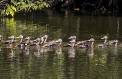 Foto de Pato silbón de ala blanca (Dendrocygna autumnalis), familia Anatidae, aves de Chile