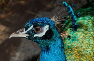 Foto de Pavo Real Morado (Pavo cristatus), familia Phasianidae, aves de Chile