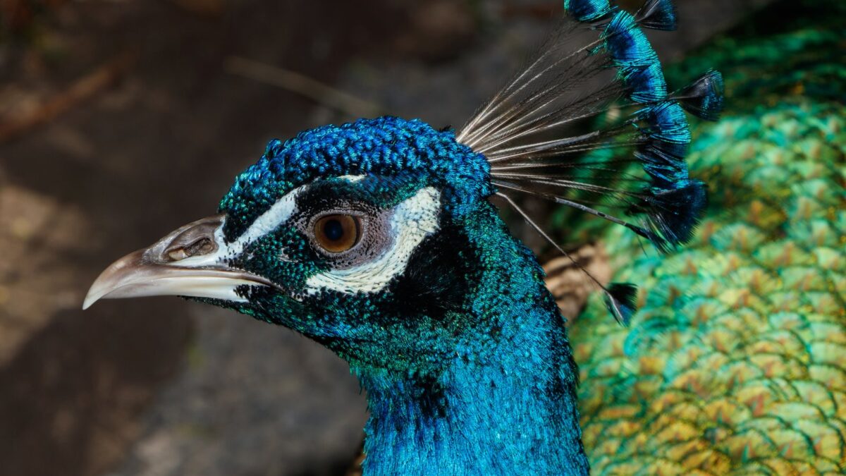 Foto de Pavo Real (Pavo cristatus), familia Phasianidae, aves de Chile