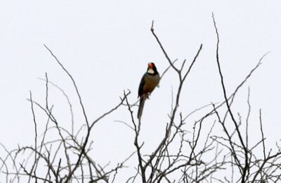 Foto de Pepitero (Saltator aurantiirostris), familia Thraupidae, aves de Chile