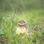 Pequén (Athene cunicularia): Todo sobre el Búho Más Pequeño de Chile | avesnativaschilenas.cl