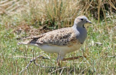 Foto de Perdicita cojón (Thinocorus orbignyianus), aves de Chile
