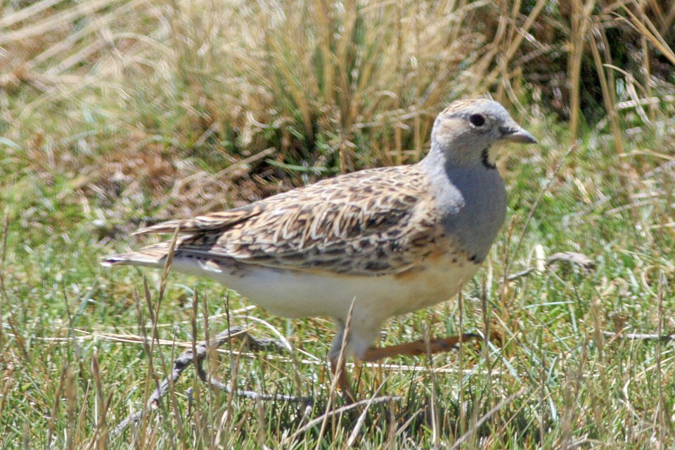 Foto de Perdicita cojón (Thinocorus orbignyianus), aves de Chile