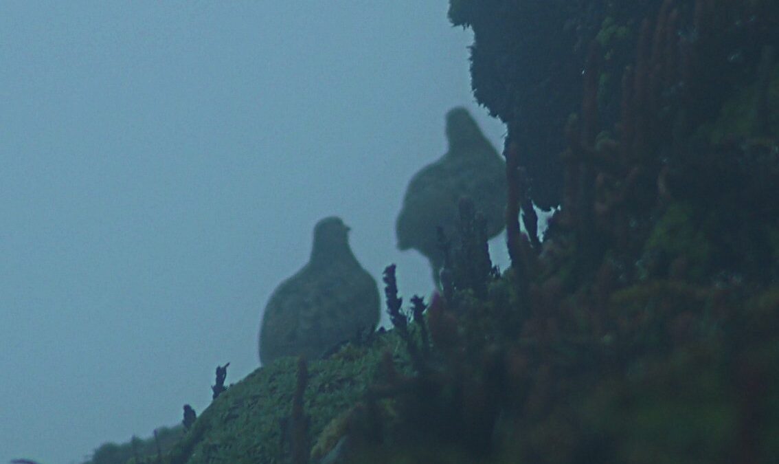 Foto de Perdicita cordillerana (Attagis gayi), aves de Chile