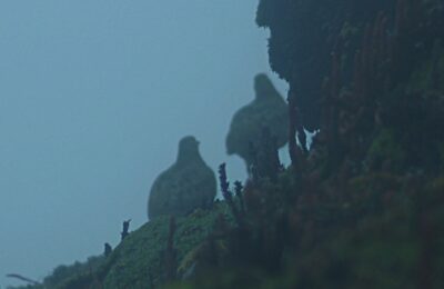 Foto de Perdicita cordillerana (Attagis gayi), aves de Chile