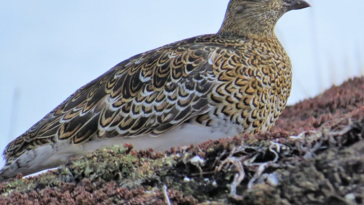 Foto de Perdicita cordillerana austral (Attagis malouinus), familia ThinocoridaePERDICITA, aves de Chile
