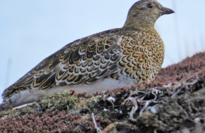 Foto de Perdicita cordillerana austral (Attagis malouinus), familia ThinocoridaePERDICITA, aves de Chile