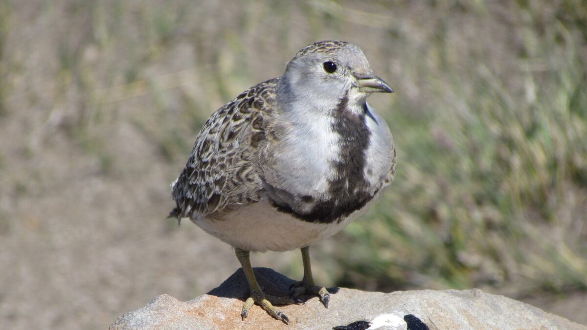 Foto de Perdicita (Thinocorus rumicivorus), aves de Chile