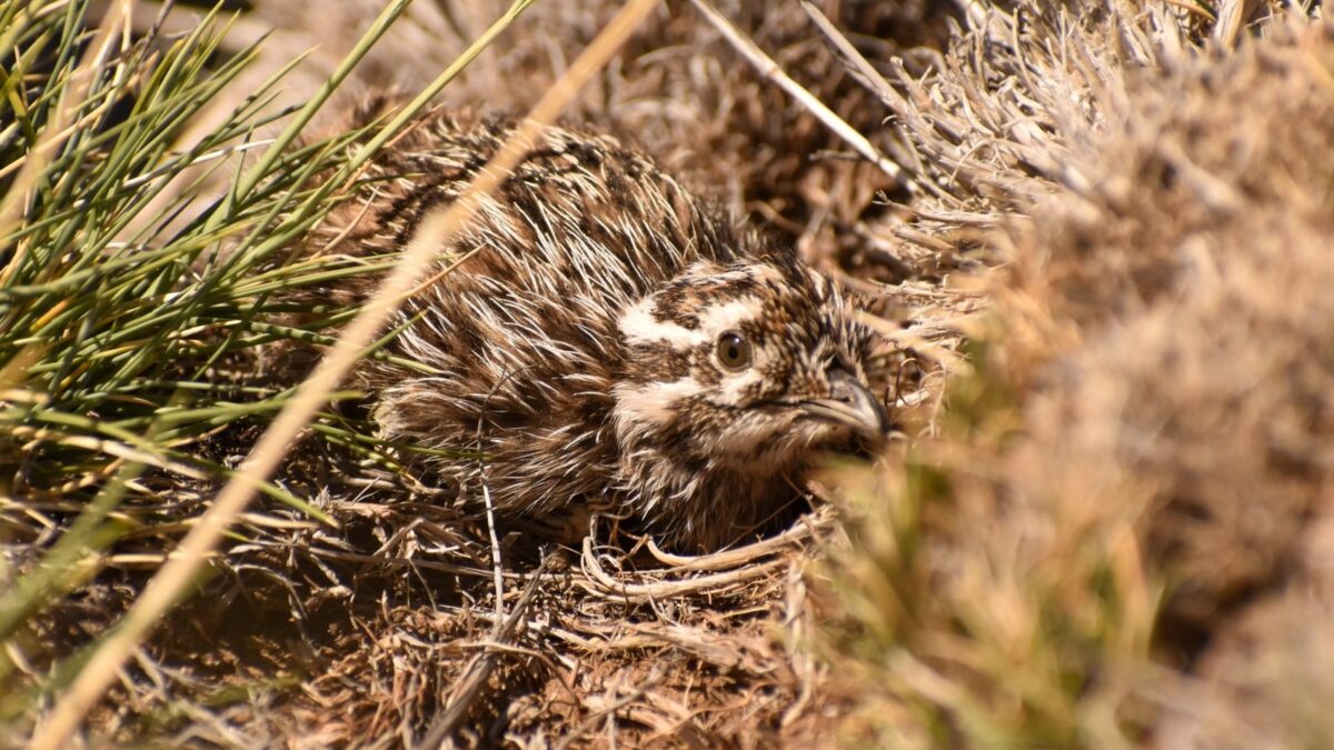 Foto de Perdiz austral (Tinamotis ingoufi), familia Tinamidae, aves de Chile