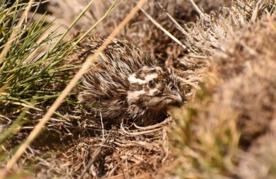 Foto de Perdiz austral (Tinamotis ingoufi), familia Tinamidae, aves de Chile