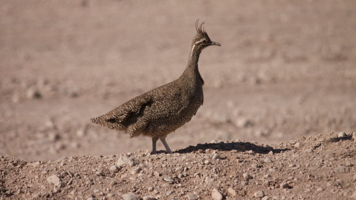 Foto de Perdiz copetona (Eudromia elegans), familia Tinamidae, aves de Chile