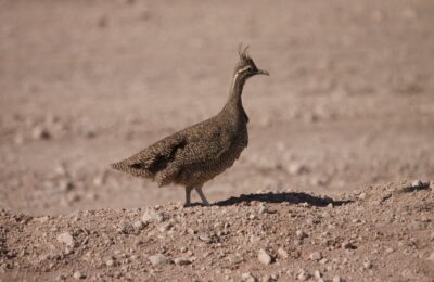 Foto de Perdiz copetona (Eudromia elegans), familia Tinamidae, aves de Chile