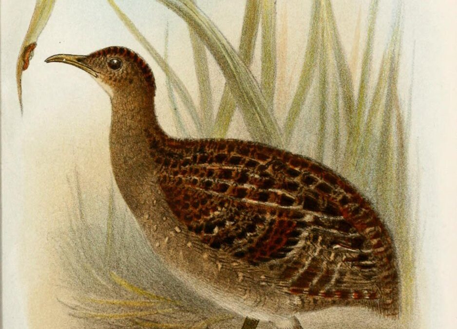 Foto de Perdiz cordillerana de Arica (Nothoprocta pentlandii), familia Tinamidae, aves de Chile