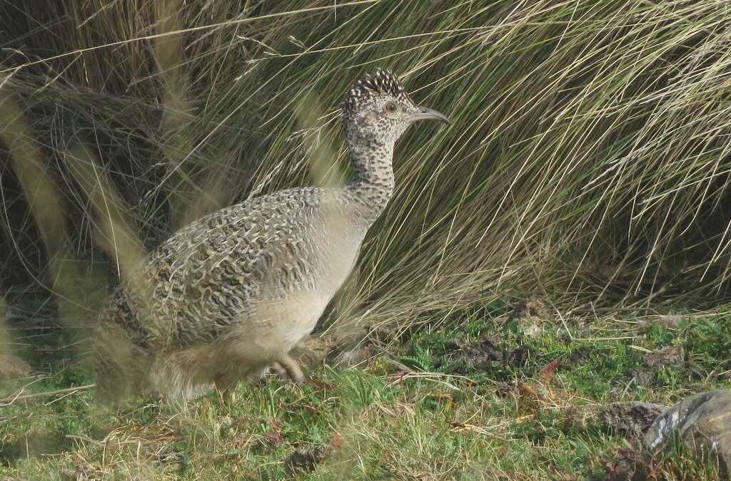Foto de Perdiz cordillerana (Nothoprocta ornata), familia Tinamidae, aves de Chile