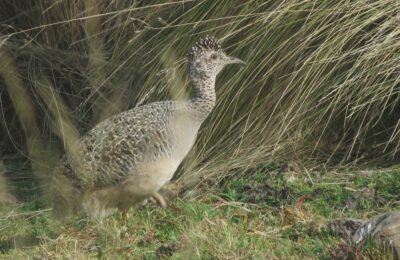 Foto de Perdiz de la Puna (Nothoprocta ornata), familia Tinamidae, aves de Chile