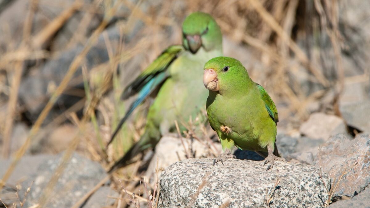 Foto de Perico cordillerano (Psilopsiagon aurifrons), familia PsittacidaePERICO, aves de Chile