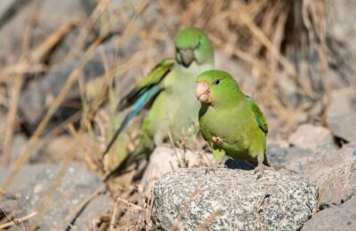 Foto de Perico cordillerano (Psilopsiagon aurifrons), familia PsittacidaePERICO, aves de Chile