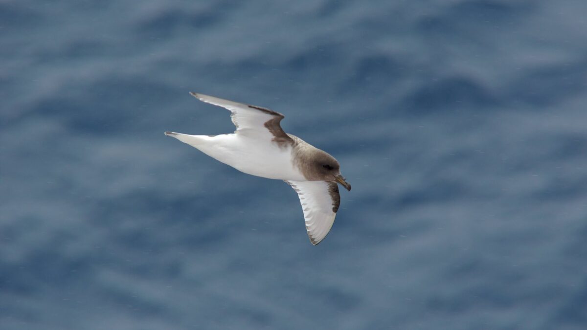 Foto de Petrel antártico (Thalassoica antarctica), familia Procellariidae, aves de Chile