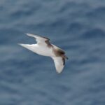 Foto de Petrel antártico (Thalassoica antarctica), familia Procellariidae, aves de Chile