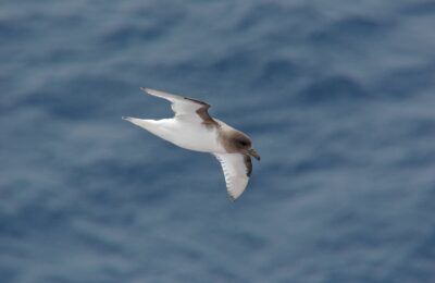 Foto de Petrel antártico (Thalassoica antarctica), familia Procellariidae, aves de Chile