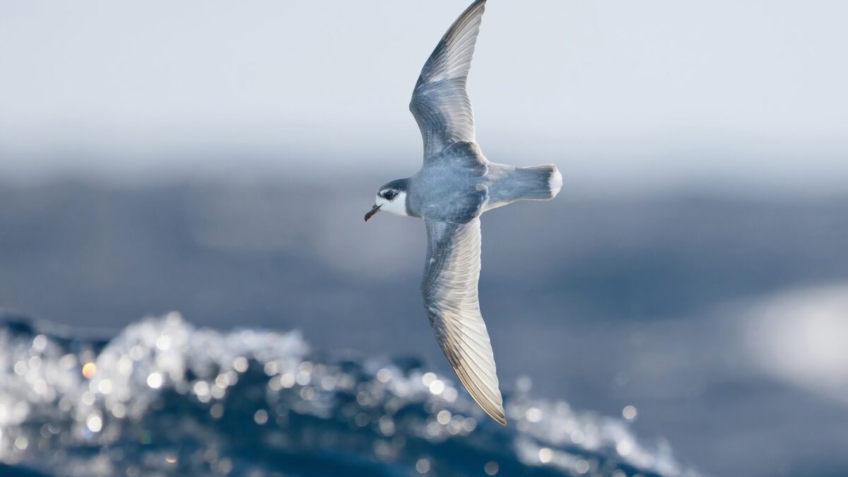 Foto de Petrel azulado (Halobaena caerulea), familia Procellariidae, aves de Chile