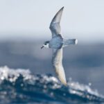 Foto de Petrel azulado (Halobaena caerulea), familia Procellariidae, aves de Chile