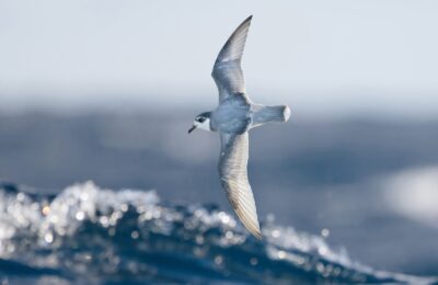 Foto de Petrel azulado (Halobaena caerulea), familia Procellariidae, aves de Chile