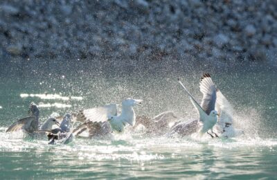 Foto de Petrel boreal (Fulmarus glacialis), familia PrecellaridaePETREL, aves de Chile